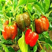 Hạt giống ớt ngọt F1 ớt chuông là cây ưa nhiệt độ ôn hòa, quả có màu xanh chuyển dần sang đỏ khi chín