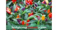 Hạt giống ớt ngũ sắc