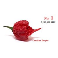 Hạt giống ớt siêu cay Carolina