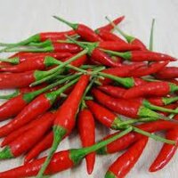 Hạt Giống Ớt SIÊU TRÁI ( VA99999) 5gram - Quả Ớt Ngọt, Cay Nhẹ,Thơm Ngon, Năng Suất