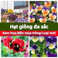 Hạt giống pansy Hoa rau Hương Jin Hạt giống corona Từng mùa Dễ trồng Nhìn ngắm Và hoa Ban công Trong nhà bonsai rook