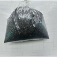Hạt giống quế thái
