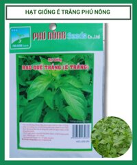 Hạt giống quế trắng (é trắng) Phú Nông 166