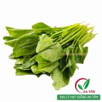 Hạt giống rau cải bó xôi chịu nhiệt F1