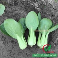 Hạt giống rau cải chip(cải thìa)