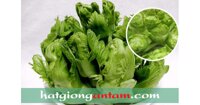 Hạt giống rau cải mầm đá