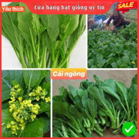 Hạt giống rau cải ngồng F1 [ gói 200 gram , 500 gram, 1kg ]