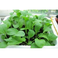 HẠT GIỐNG Rau Cải NGỌT BÔNG ĂN NON RADO 308- SIÊU NGỌT. SIÊU NÃY MẦM, THU HOẠCH SỚM