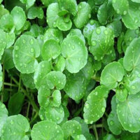 HẠT GIỐNG RAU CẢI XÀ LÁCH XOONG - 0.5 GRAM