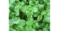 Hạt giống rau cải xoong