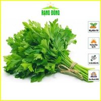 Hạt giống Rau Cần Tây Thera Chịu Nhiệt, Sinh Trưởng Tốt gói 5 gram - Hạt Giống Rạng Đông