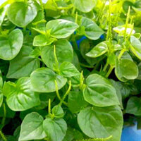 Hạt Giống Rau Cang Cua ( 100gram ) - hatgiongcaytronggiasi