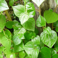 HẠT GIỐNG RAU CÀNG CUA - 0,5 GRAM