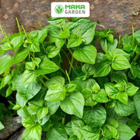 Hạt giống rau Càng Cua