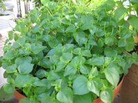 Hạt giống rau càng cua