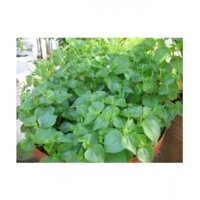Hạt giống rau chân vịt