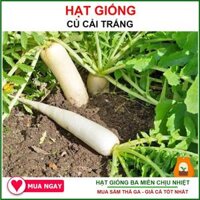 Hạt giống Rau củ quả trồng chậu, rau ăn lá, dây leo trồng quanh năm, nảy mầm tốt - Hạt giống Rạng Đông - củ cải trắng