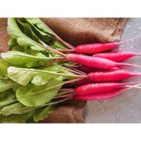 Hạt giống Rau củ quả trồng chậu, rau ăn lá, dây leo trồng quanh năm, nảy mầm tốt - Hạt giống Rạng Đông - củ cải đỏ dài