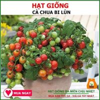 Hạt giống Rau củ quả trồng chậu, rau ăn lá, dây leo trồng quanh năm, nảy mầm tốt - Hạt giống Rạng Đông - cà chua bi lùn