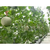 Hạt giống Rau củ quả trồng chậu, rau ăn lá, dây leo trồng quanh năm, nảy mầm tốt - Hạt giống Rạng Đông - bắp cải tím