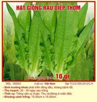 Hạt giống rau diếp thơm