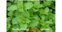 Hạt giống rau húng lủi