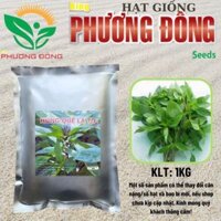 Hạt giống Rau Húng Quế Lá To  (GÓI 1KG) sinh trưởng khỏe, trồng quanh năm - Hạt giống King Phương Đông