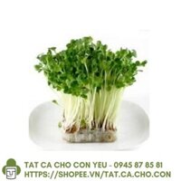 Hạt giống rau mầm bông cải xanh - 1Kg