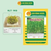Hạt Giống Rau Mầm Cải Ngọt - Hạt nhập khẩu New Zealand, nảy mầm đều, mau thu hoạch - HẠT GIỐNG SEN VÀNG