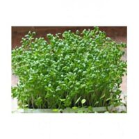 Hạt giống rau mầm cải xoong 1kg