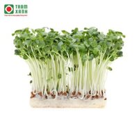 Hạt giống rau mầm củ cải trắng 1kg