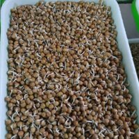 Hạt giống rau mầm Đậu Hà  Lan, Hạt mầm Đậu Hà Lan không chất bảo quản (kg)