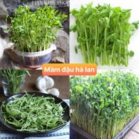 Hạt giống rau mầm đậu hà lan dễ trồng ăn ngon không chất bảo quản Tặng kèm hướng dẫn trồng - 100gram