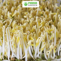 Hạt giống rau mầm Đậu Xanh PN 226