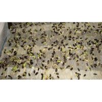 HẠT GIỐNG RAU MẦM HƯỚNG DƯƠNG ( 1 kg)- Rau củ quả trồng tại vườn, sân thượng, nông trang, ban công