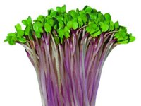Hạt giống rau mầm malady 1kg