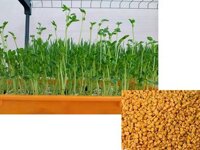 Hạt giống rau mầm methi 1kg