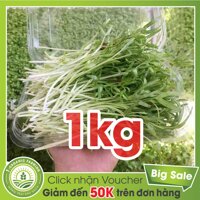 ✶۩Hạt Giống Rau Mầm Muống 1Kg - Bán Buôn