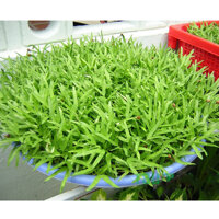 HẠT GIỐNG RAU MẦM RAU MUỐNG - 20 GRAM  -50  GRAM