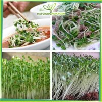 Hạt giống Rau mầm Rau muống 1KG