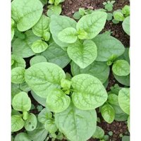 Hạt giống rau mồng tơi 1kg
