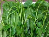 Hạt giống rau mồng tơi 1kg