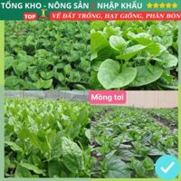 Hạt Giống Rau Mồng Tơi F1 (gói 200g, 500g, 1kg) Loại Siêu Dễ Trồng Dễ Chăm Sóc