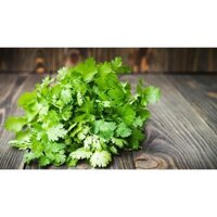 HẠT GIỐNG RAU MÙI ( NGÒ ) GÓI 1KG - DỄ TRỒNG VÀ CHĂM SÓC, NHANH THU HOẠCH