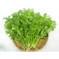 HẠT GIỐNG RAU MÙI ( NGÒ  ) GÓI 1KG - TỈ LỆ NẢY MẦM CỰC CAO