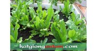 Hạt giống rau mùi tàu răng cưa ( ngò gai)