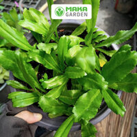 Hạt giống rau Ngò Gai
