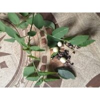 hạt giống rau ngót 1 lạng khoảng 2000_3000 hạt