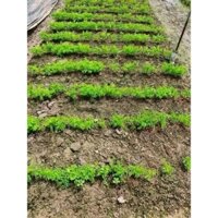 Hạt giống rau ngót gói 100gr