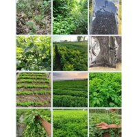 Hạt giống rau ngót gói 500gr